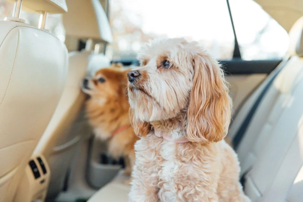 How to Remove Dog Hair from Car