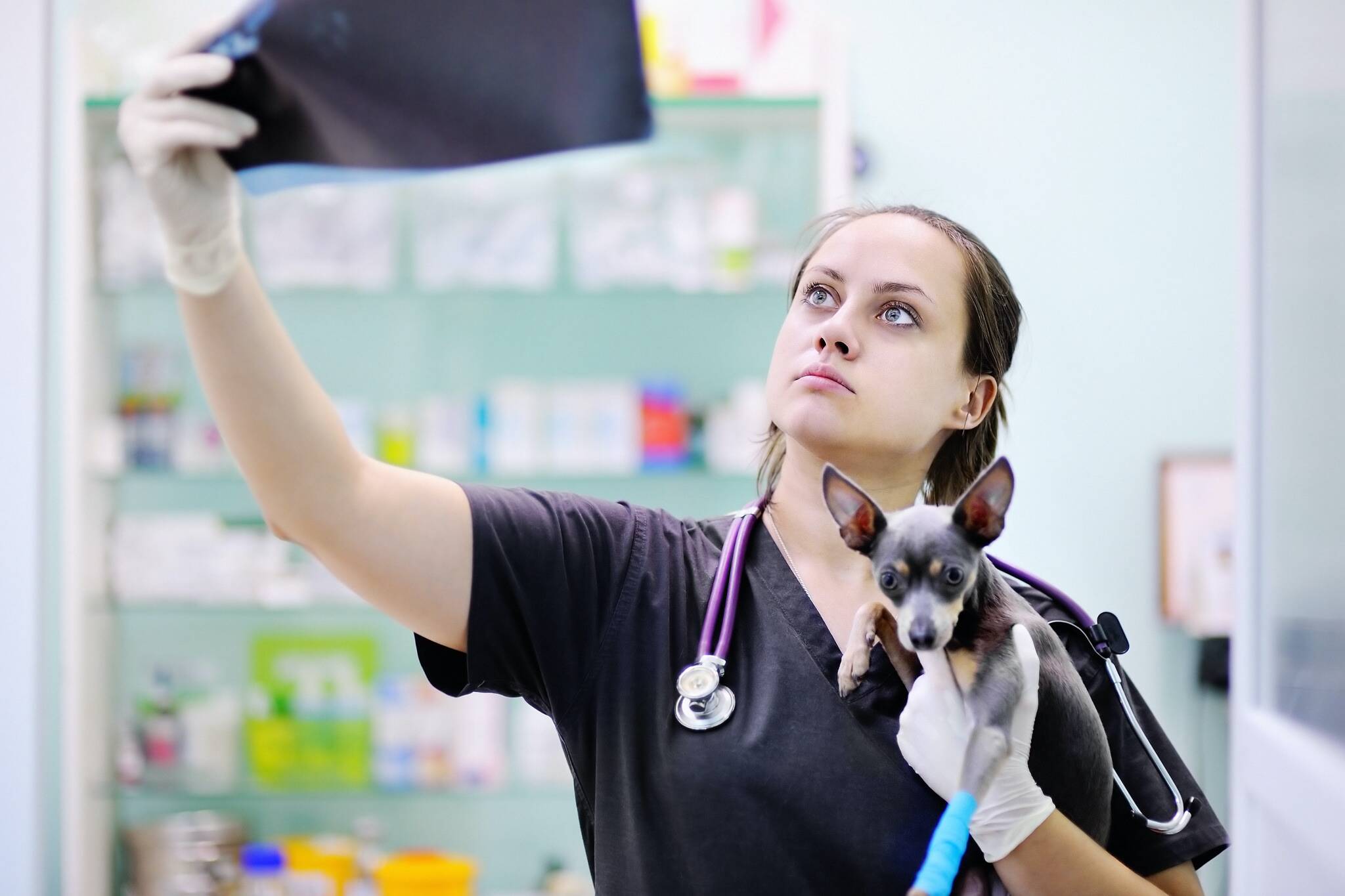How Long Does It Take to Become a Vet Tech?