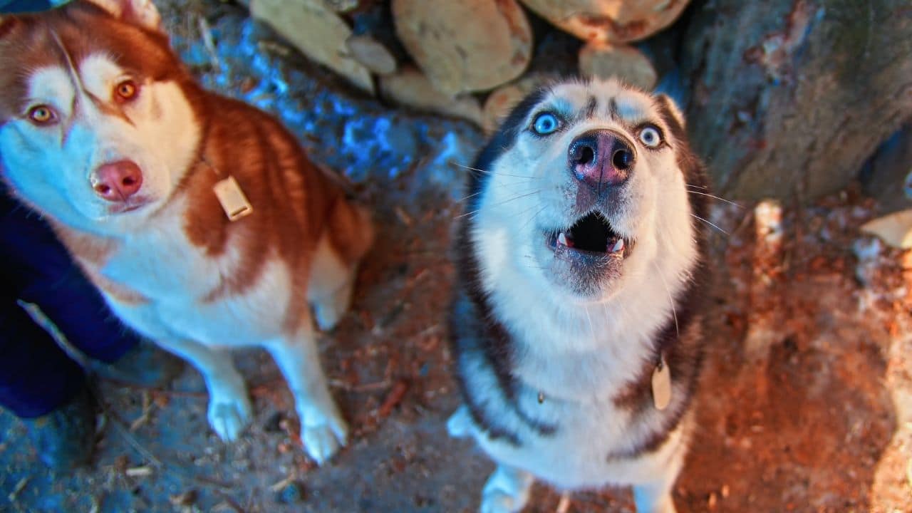 Why Do Huskies Howl?
