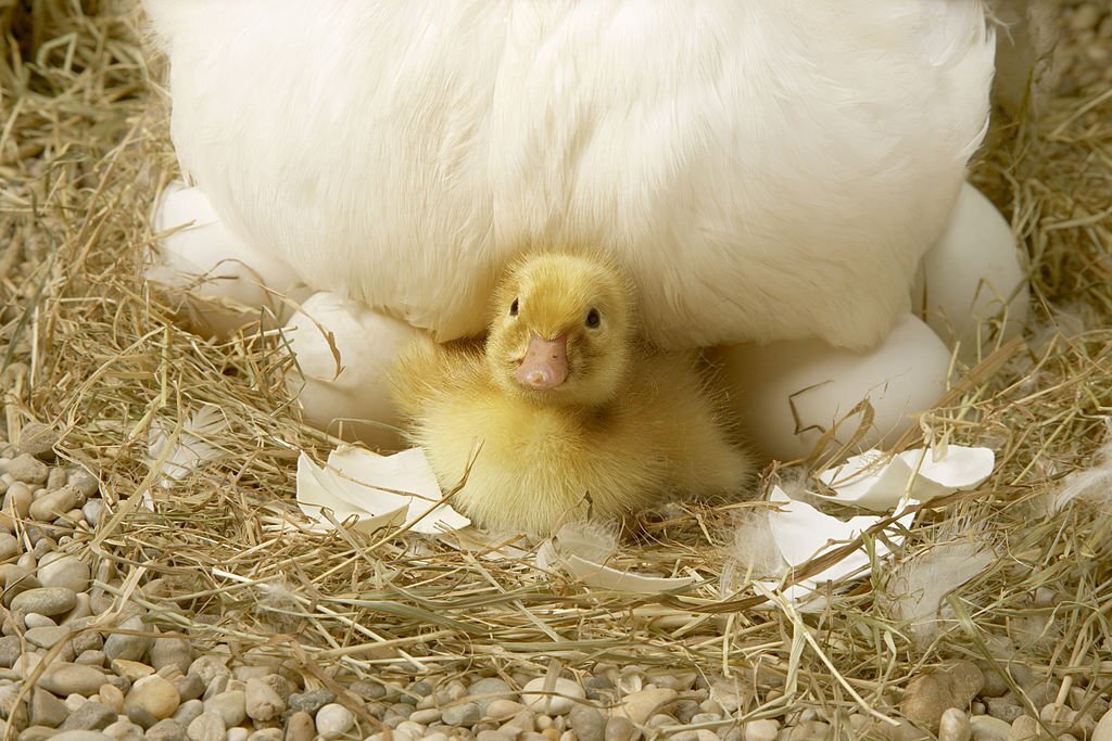 When do ducks start laying eggs?