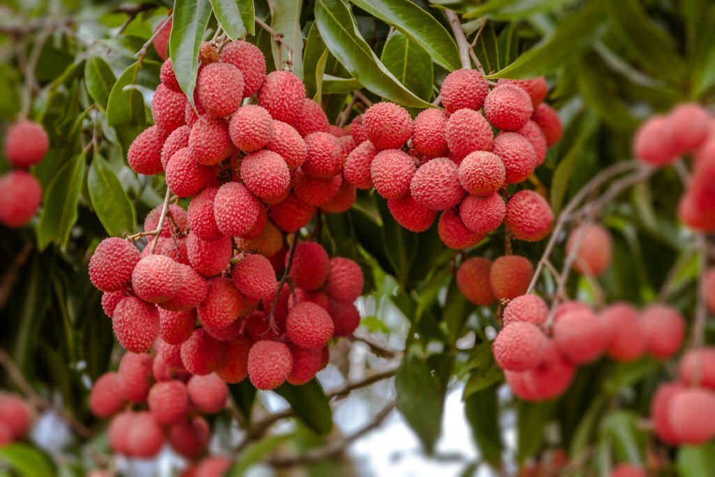 How to pronounce lychee