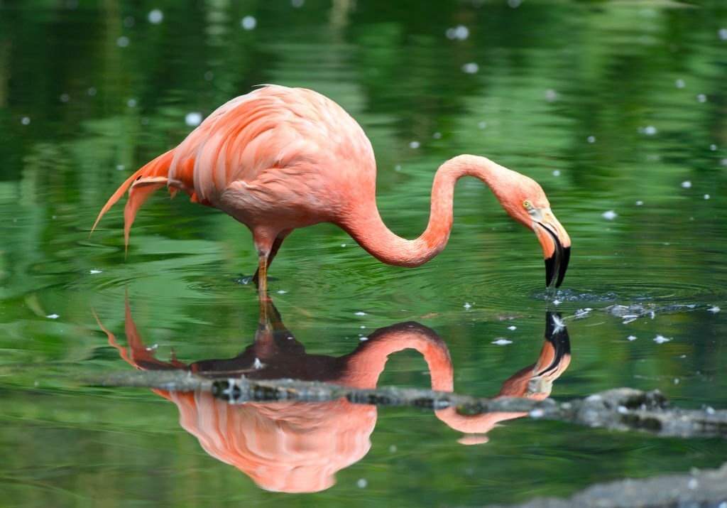 how to draw a flamingo
