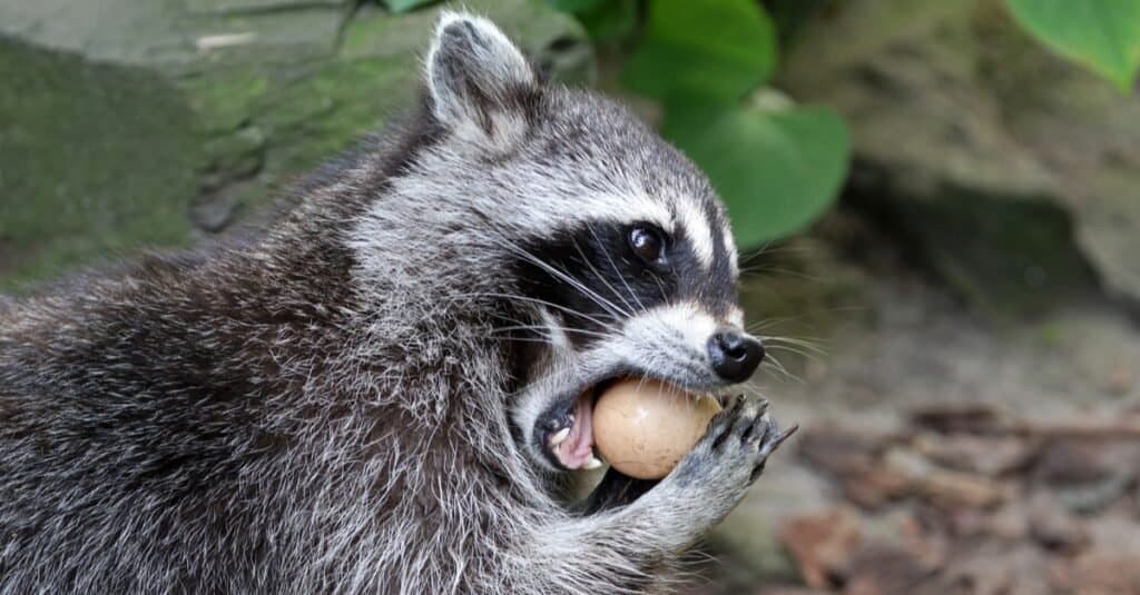 Why do Raccoons Wash their Food?