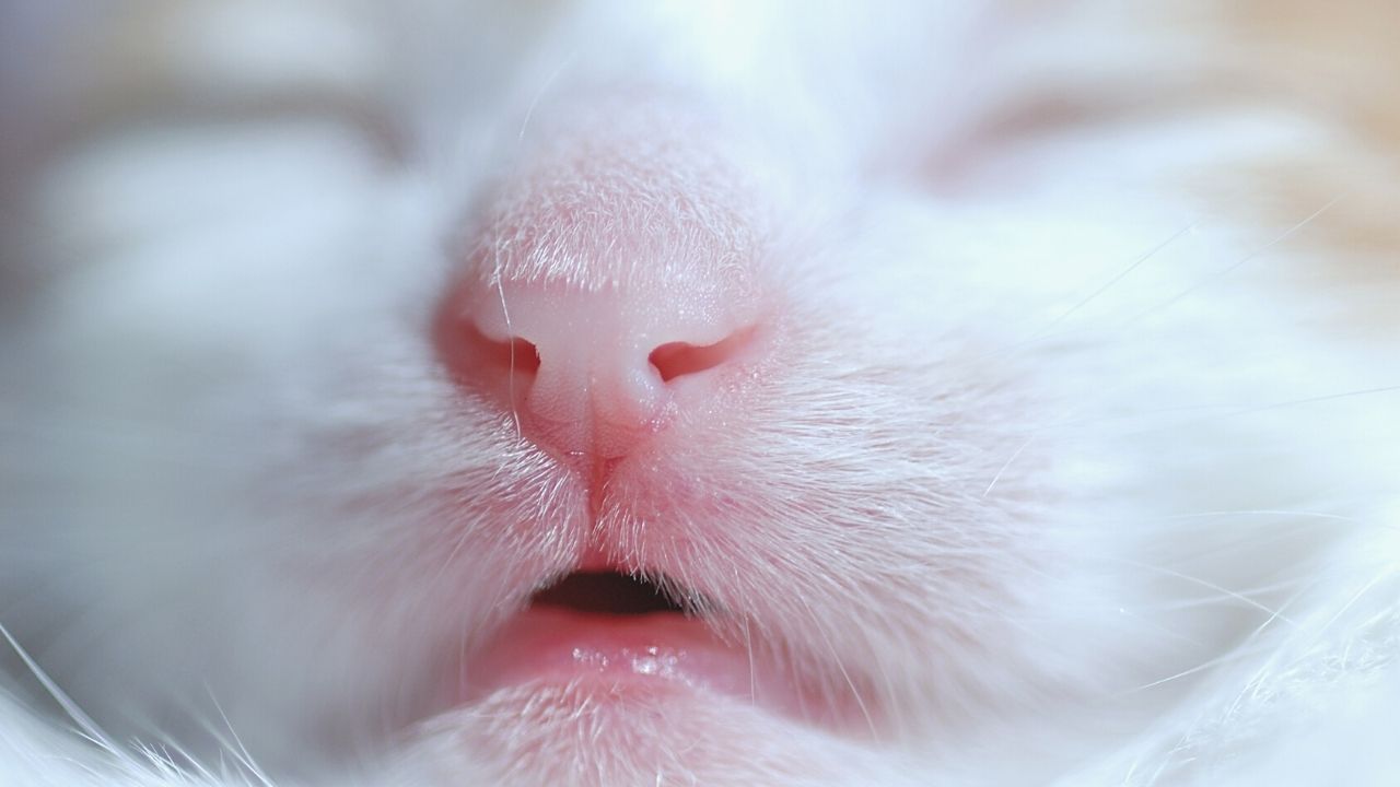 Why are Cats' Noses wet?