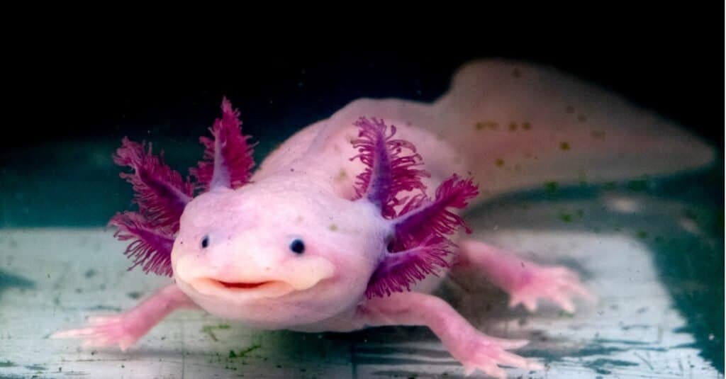 how much is an axolotl