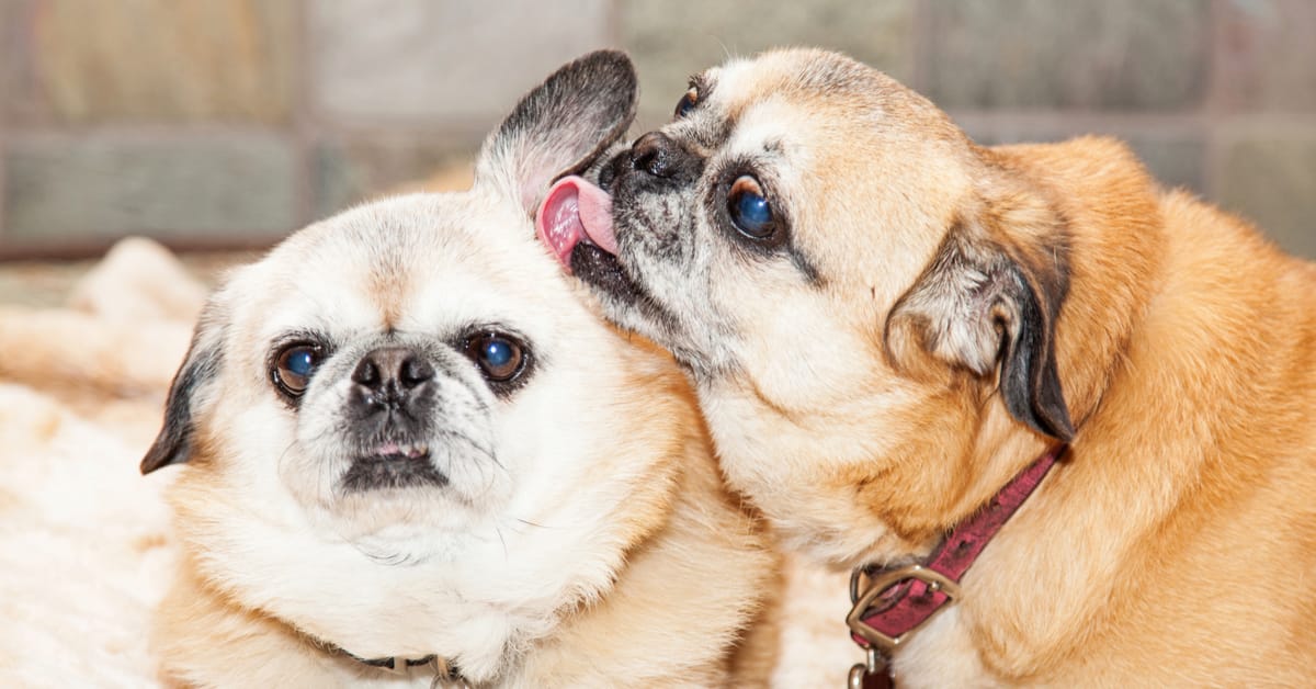 Why do Dogs Lick Each Others Ears?
