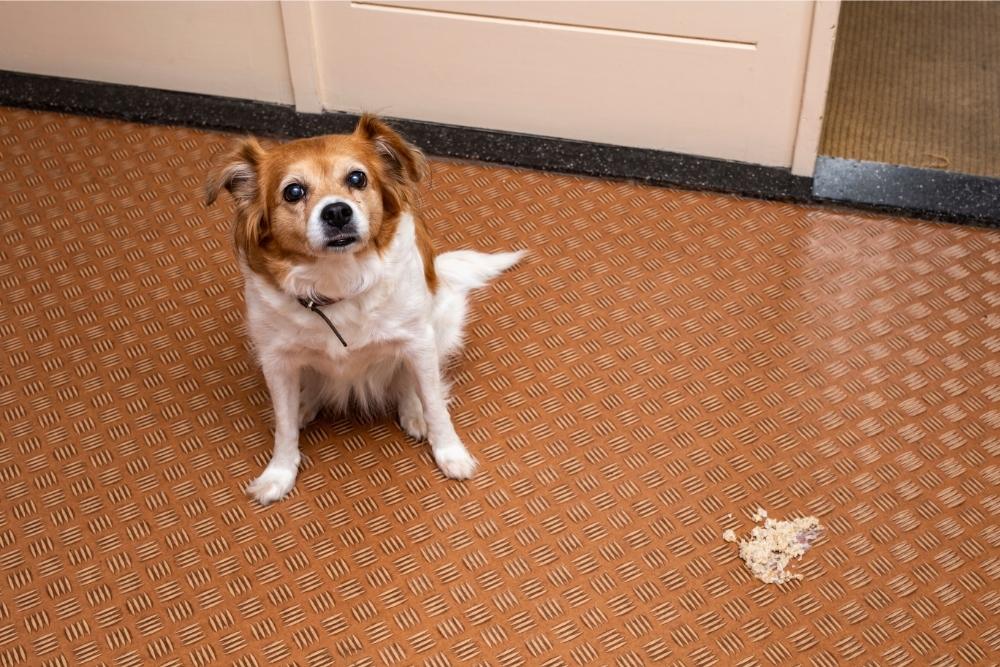 Why Do Dogs Eat Their Vomit? (Top 3 Reasons)