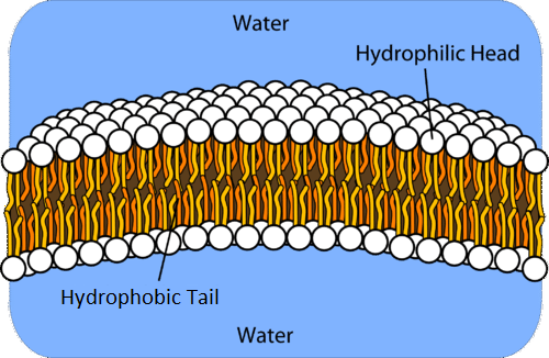 Why do Phospholipids Form a Bilayer in Water?