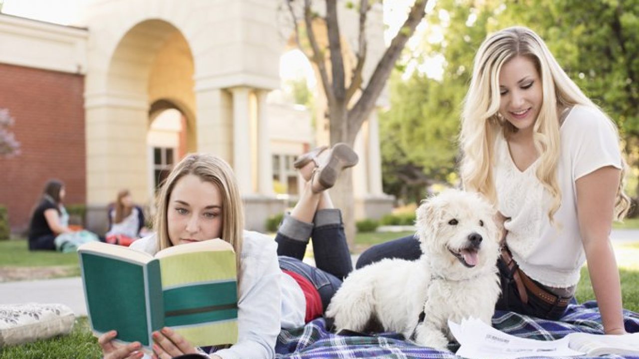 Are dogs good for college students?