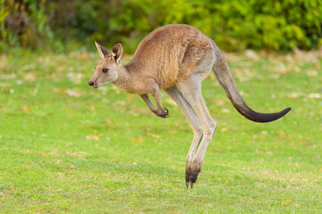 Why are Kangaroos so Buff? 5 Shocking Reasons