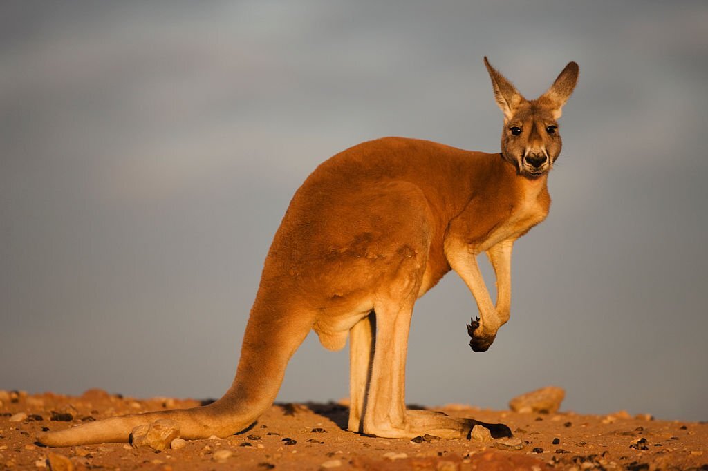 Do Kangaroos have Stronger Arms than Humans?
