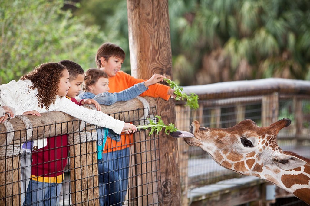 Why Zoos Should Not Exist?