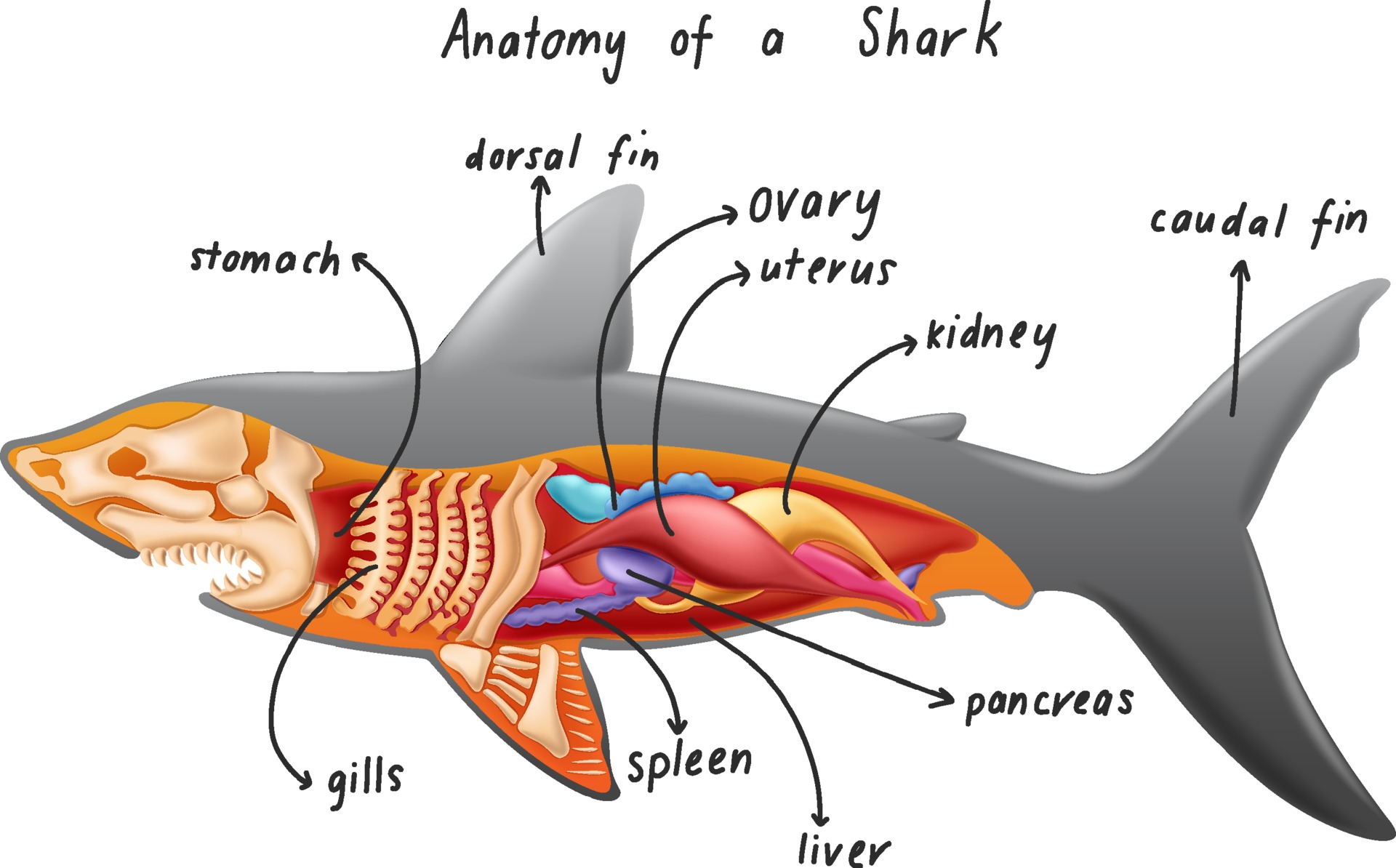 Внутреннее строение акулы. Анатомия акулы. Строение акулы. Мышцы акулы. Хвост акулы анатомия.