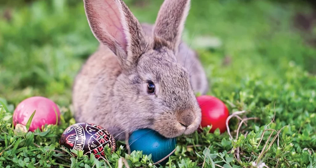 So, is the Easter Bunny Real?