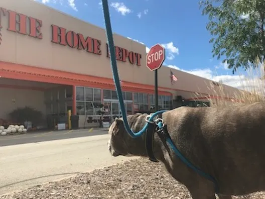 Are Dogs Allowed in Home Depot in Georgia?