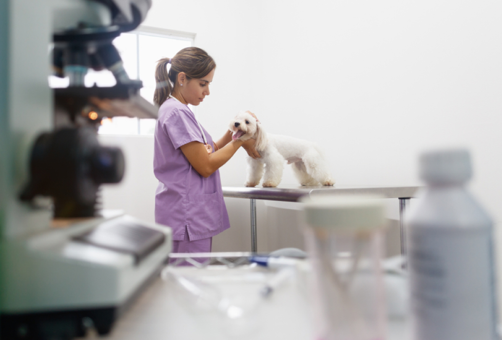 Veterinary Technician Programs