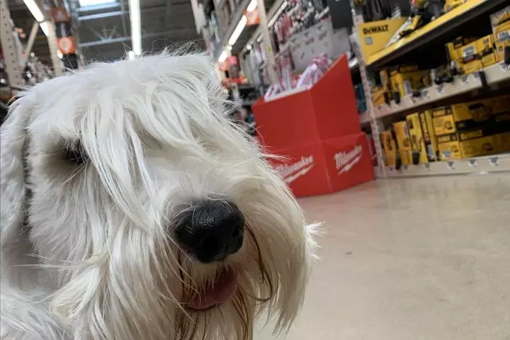 Are Dogs Allowed in Home Depot in Texas?