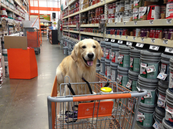 are dogs allowed in home depot in ontario canada