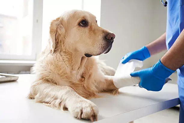 How Do You Remove Bandage Adhesive from Dogs?