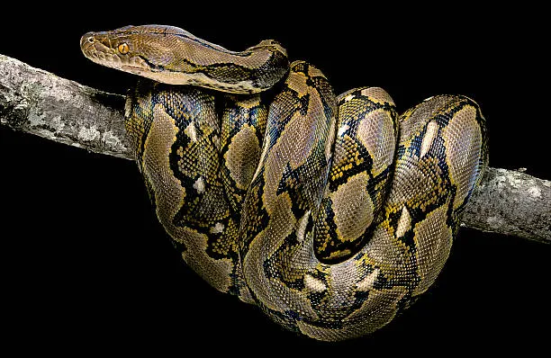 Python