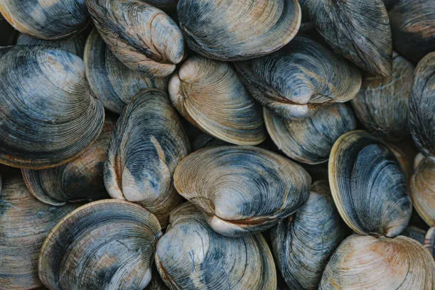 Quahog Clam