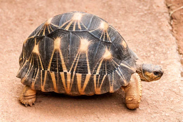 Desert Turtle