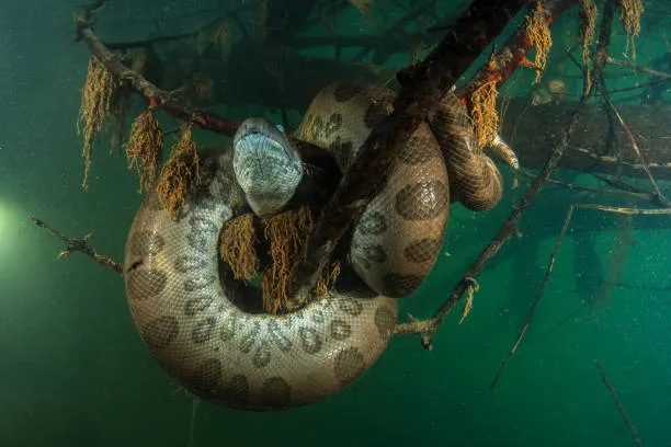 Green Anaconda