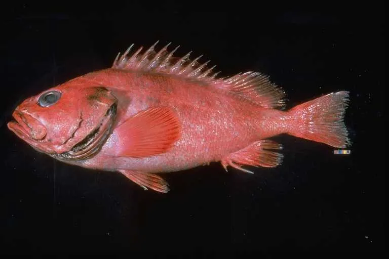 Rougheye Rockfish