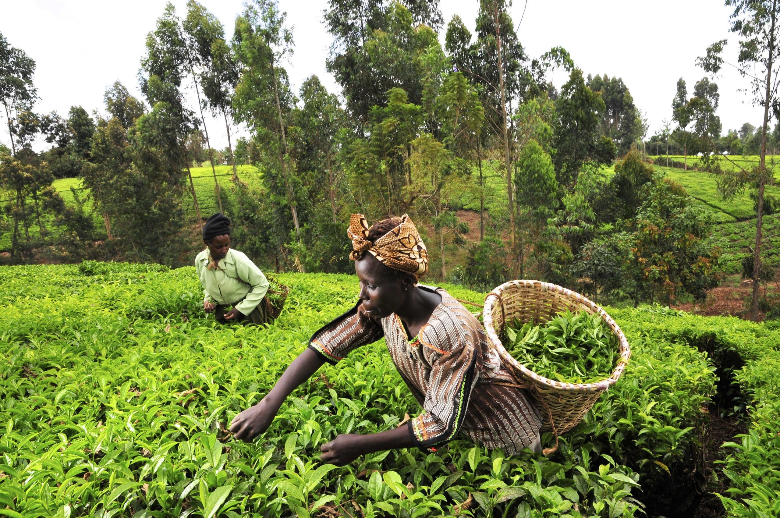 Кения чайные плантации
